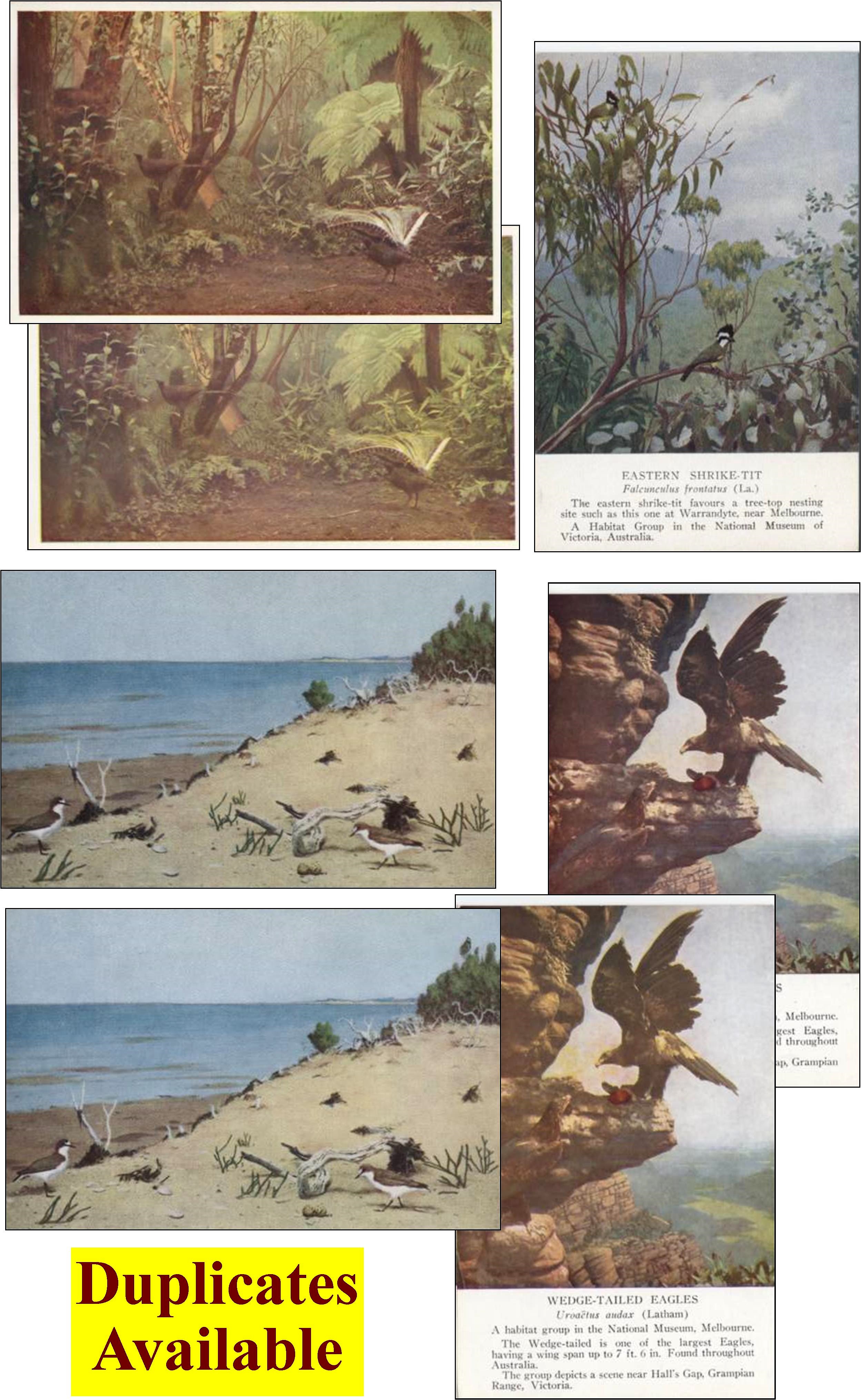 CLICK FOR LARGE VIEW
